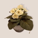 Planta Flor Blanca 20cm