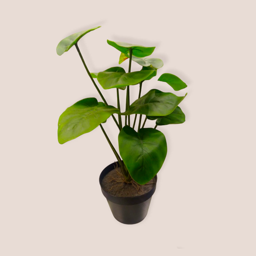 Planta Grande Maceta Negra 40cm